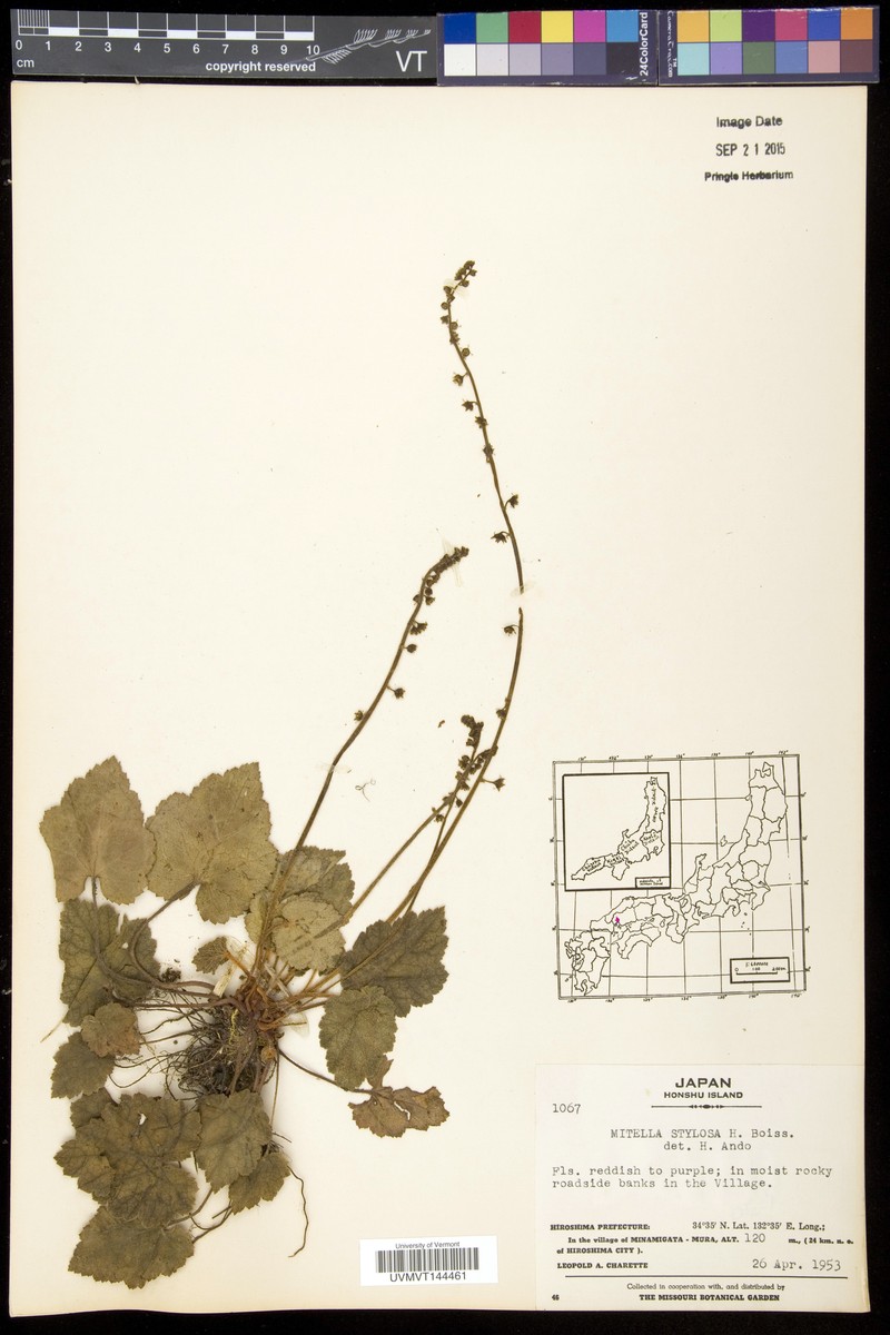 Asimitellaria stylosa photo 2