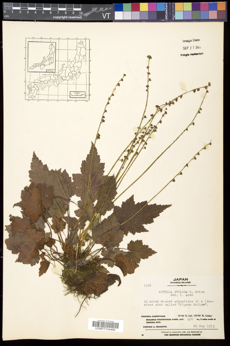 Asimitellaria stylosa photo 3