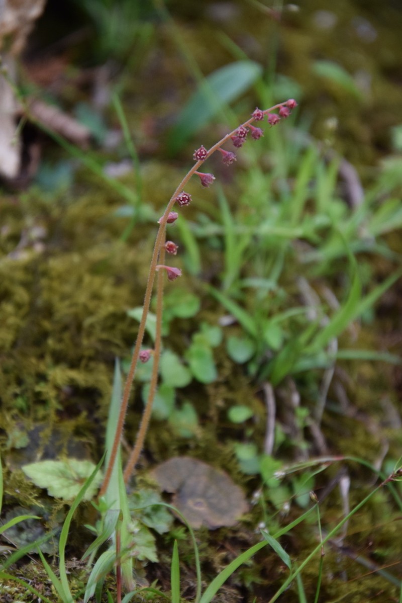 Asimitellaria stylosa photo 4