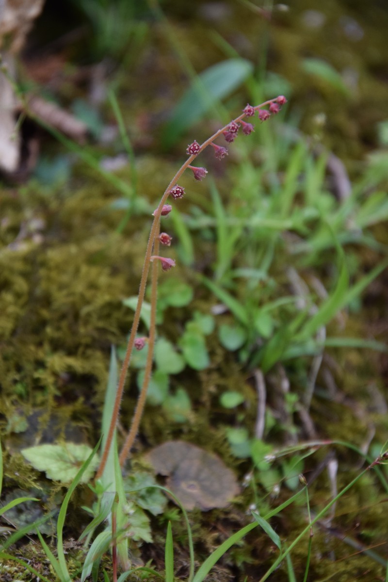 Asimitellaria stylosa photo 5