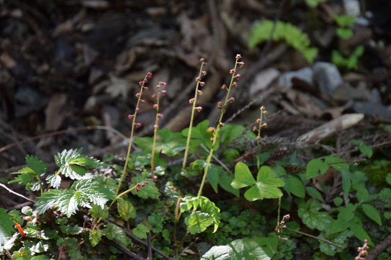 Asimitellaria stylosa photo 6