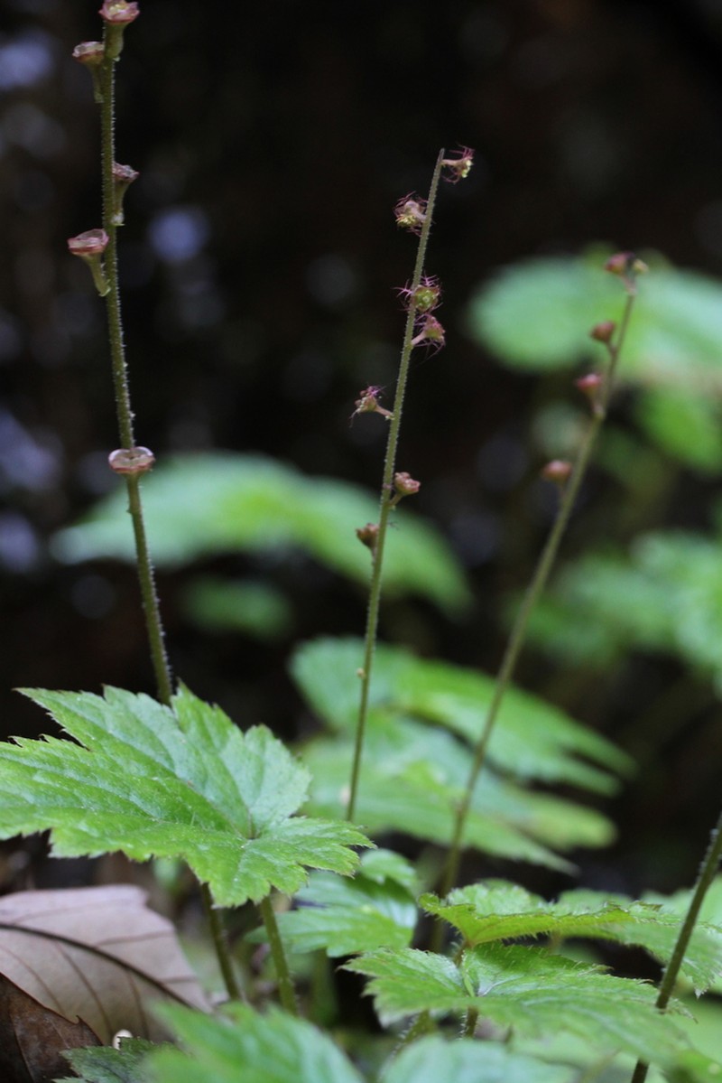 Asimitellaria yoshinagae