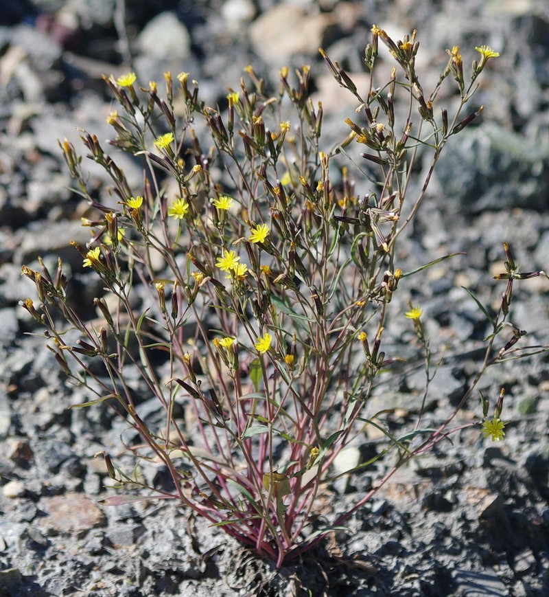 Elegant Hawksbeard photo 2