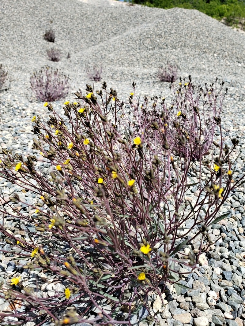Elegant Hawksbeard photo 3