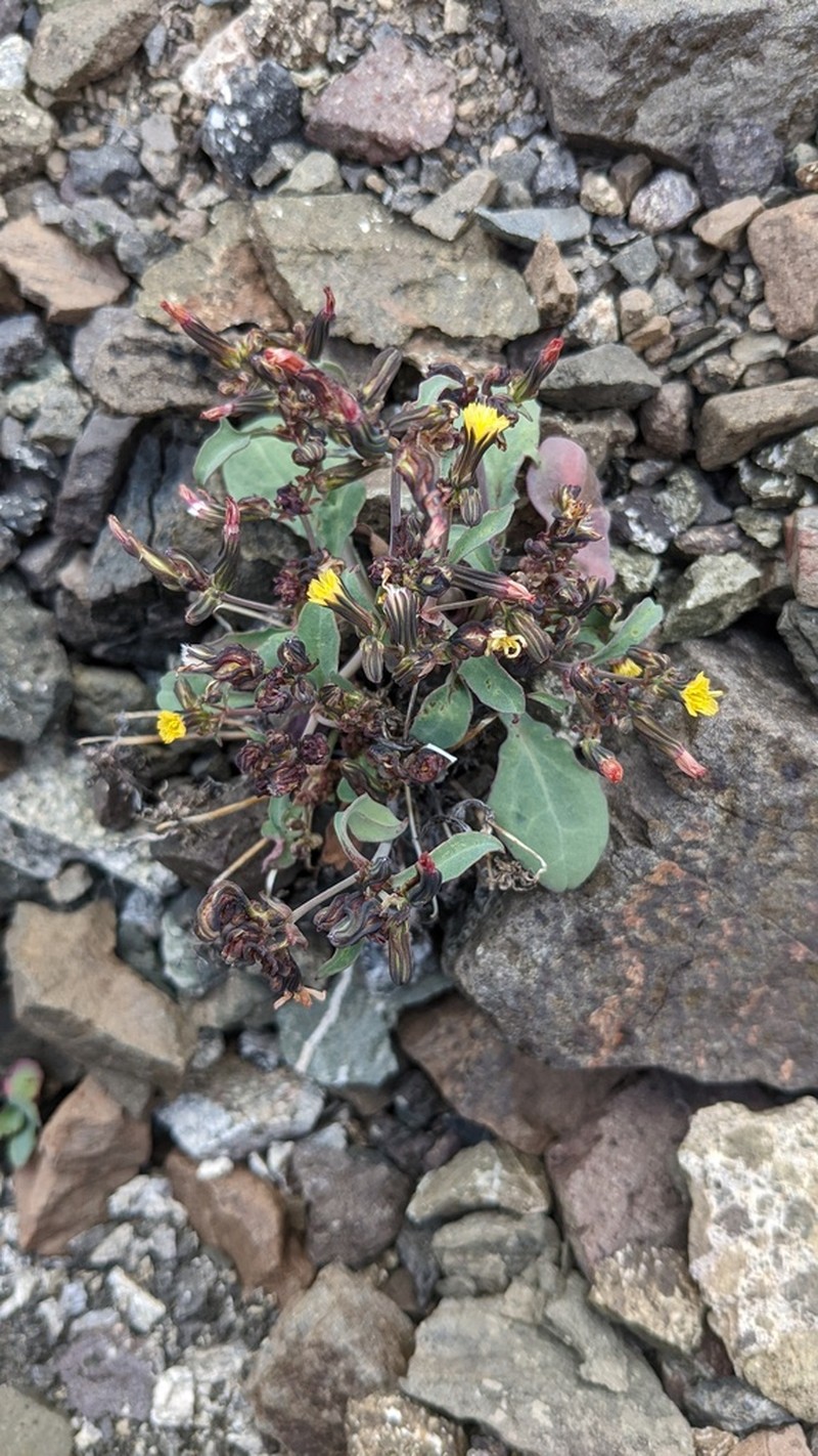 Elegant Hawksbeard photo 4
