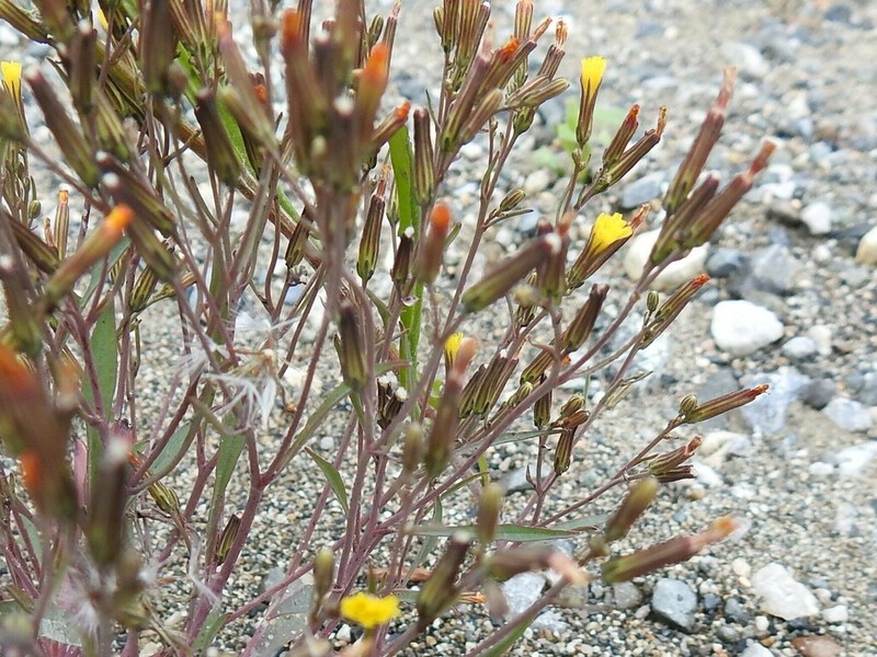 Elegant Hawksbeard photo 6