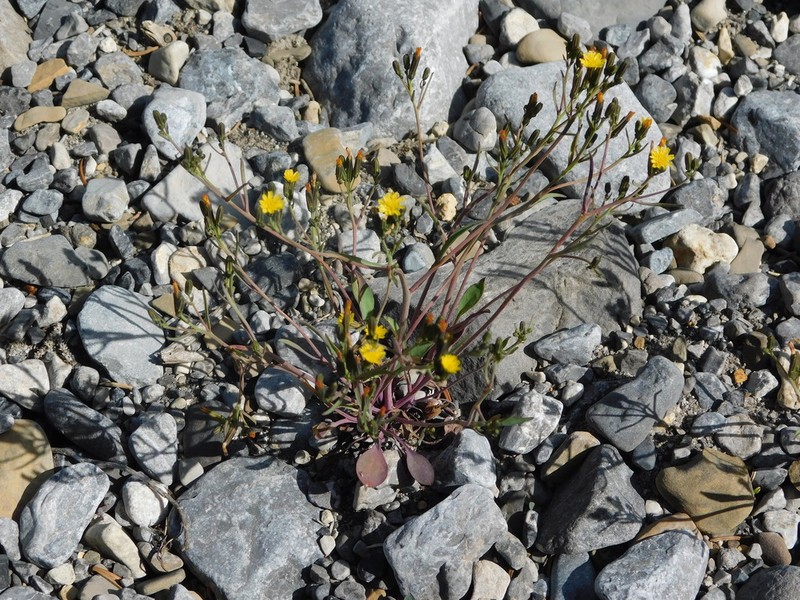 Elegant Hawksbeard photo 7