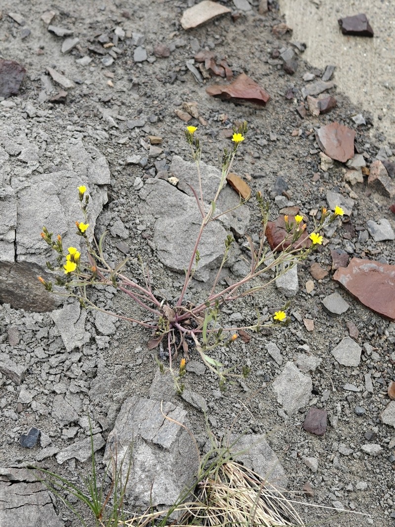 Elegant Hawksbeard photo 8