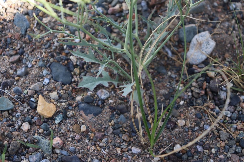 Askellia flexuosa