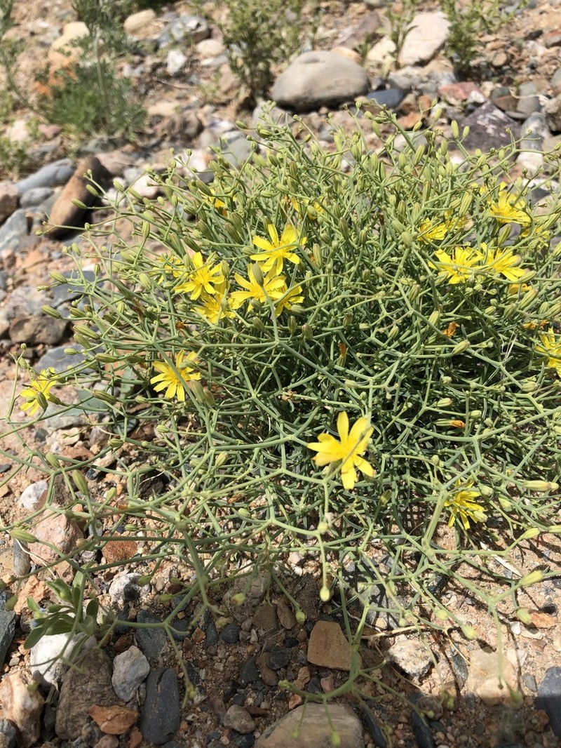 Askellia flexuosa photo 2