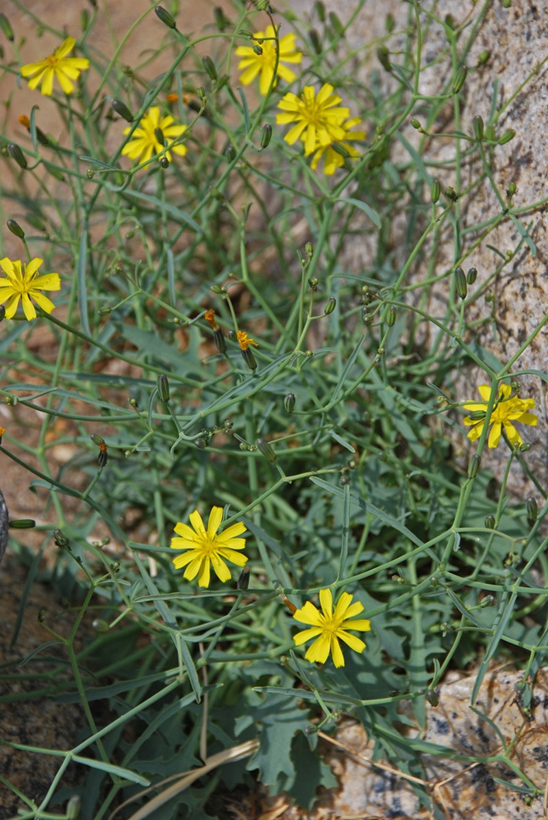 Askellia flexuosa photo 3
