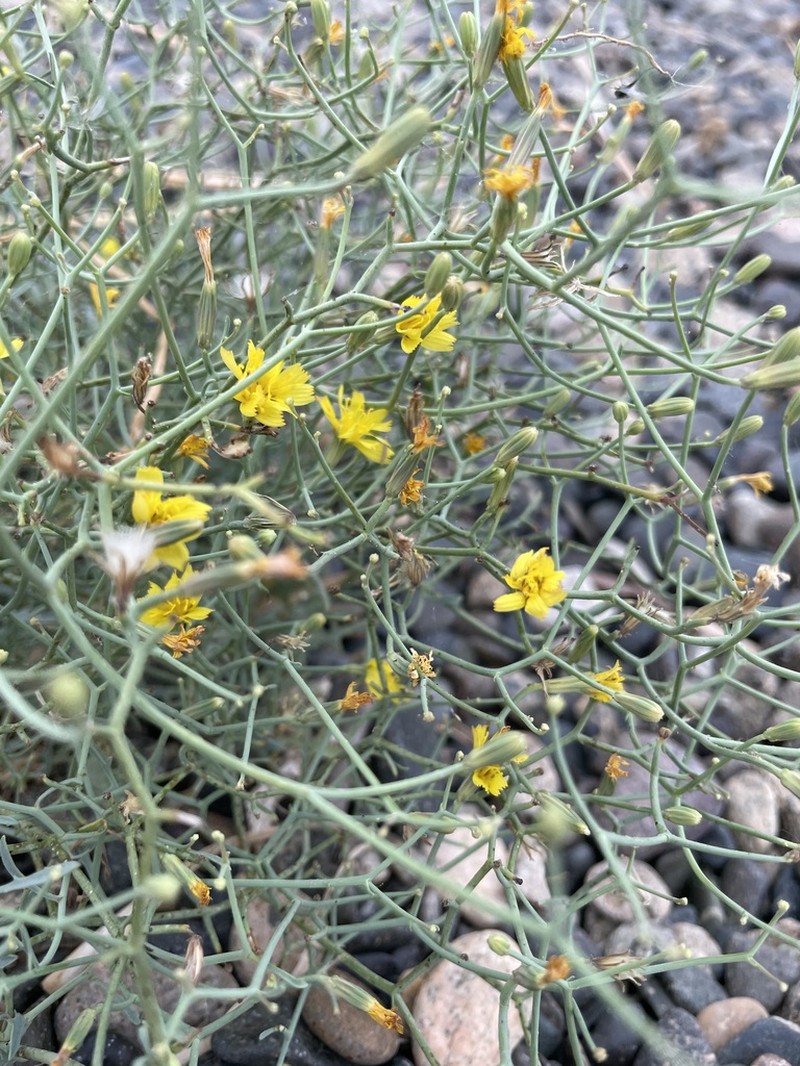 Askellia flexuosa photo 4