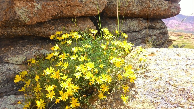 Askellia flexuosa photo 5