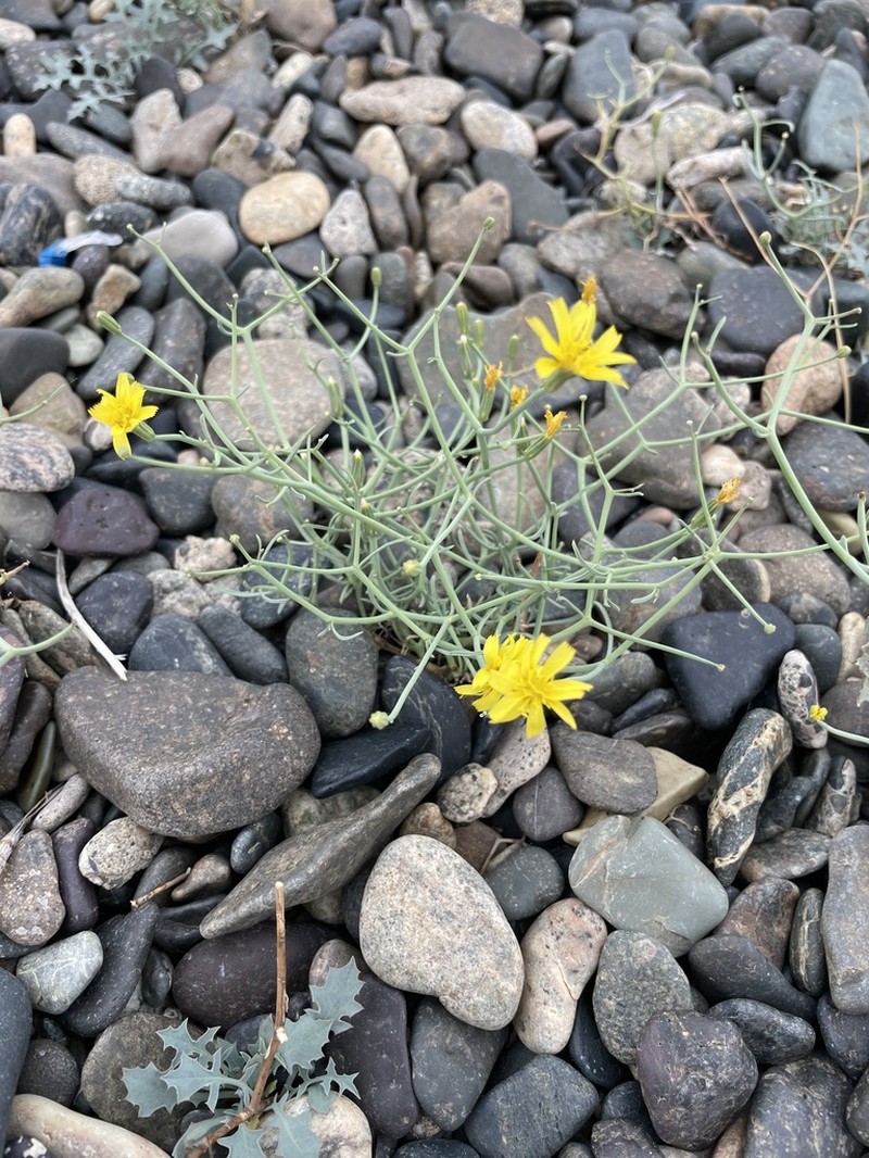 Askellia flexuosa photo 6