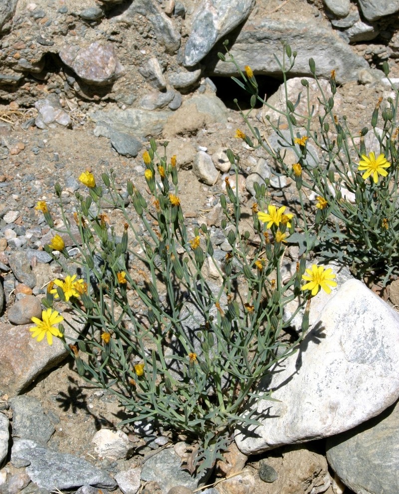 Askellia flexuosa photo 7