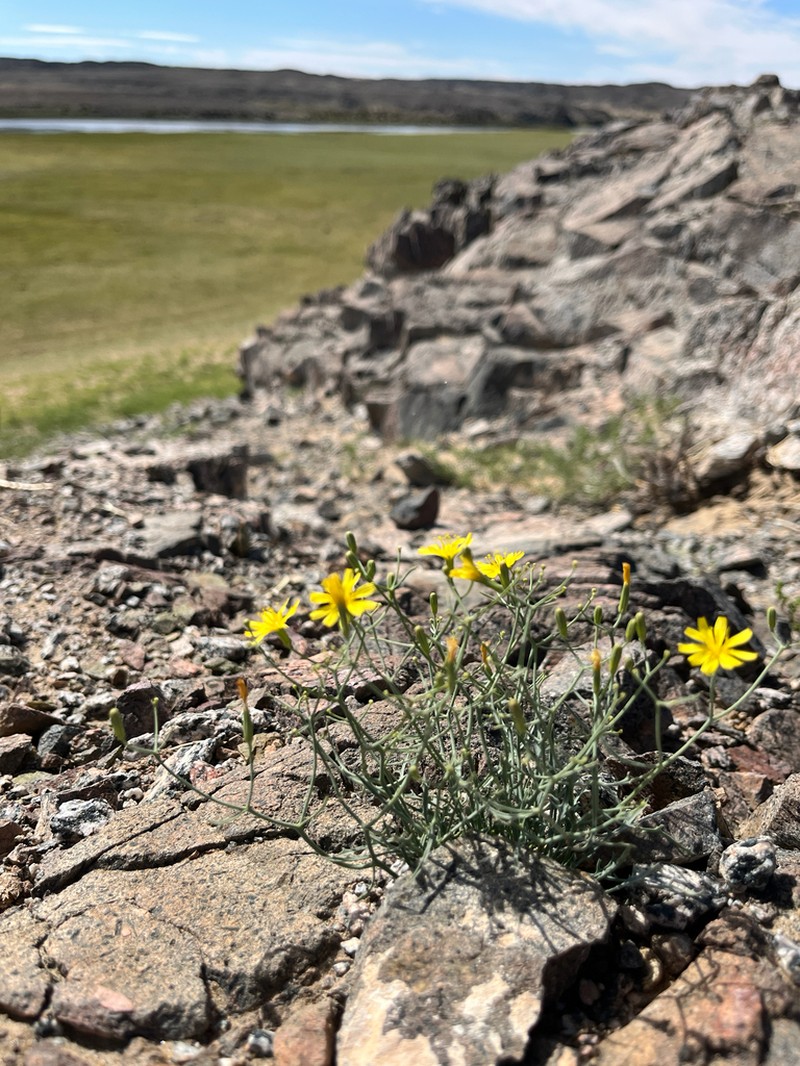 Askellia flexuosa photo 8