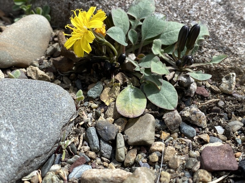 Askellia karelinii