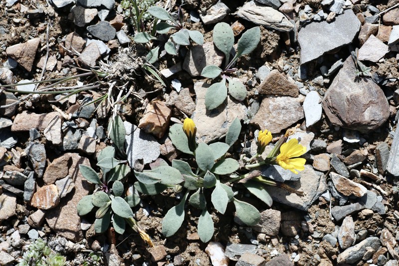 Askellia karelinii photo 2