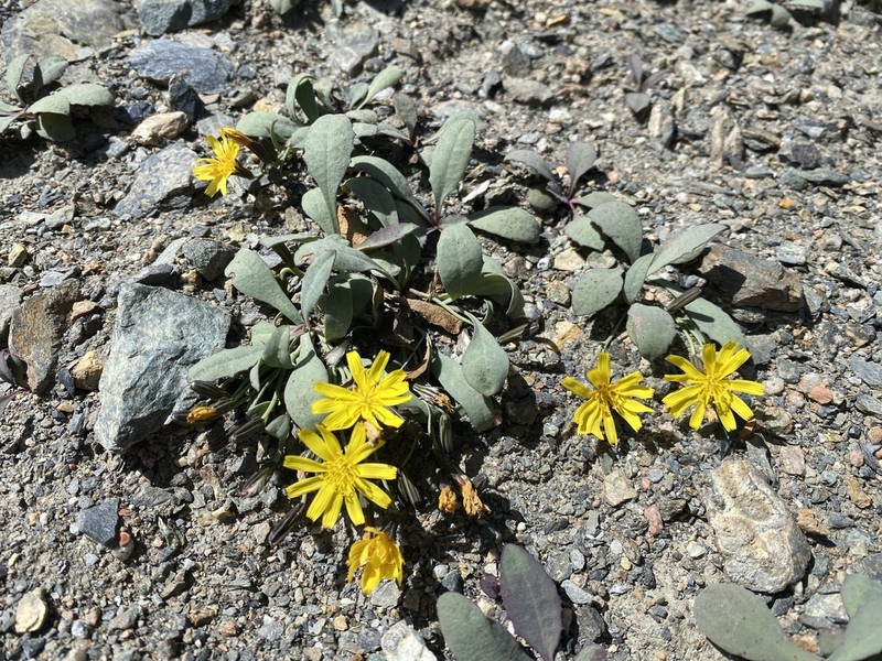 Askellia karelinii photo 3