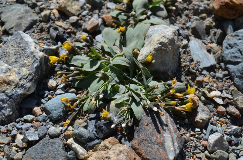 Askellia karelinii photo 5