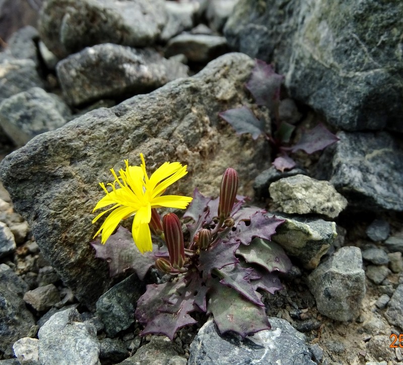 Askellia karelinii photo 6