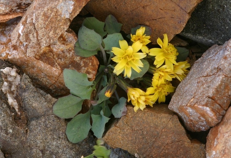 Askellia karelinii photo 7
