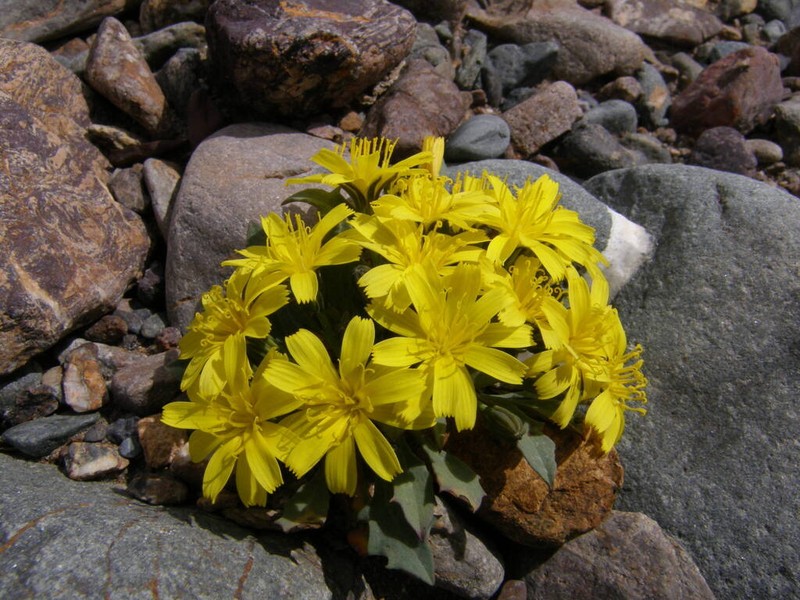 Askellia karelinii photo 8