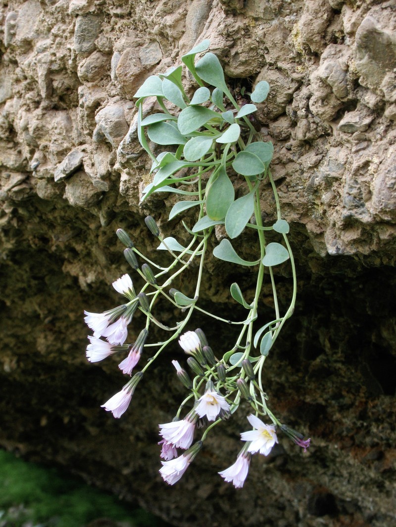 Askellia lactea