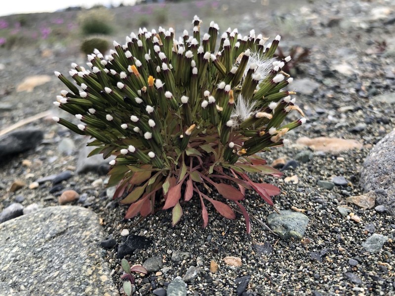 Askellia pygmaea