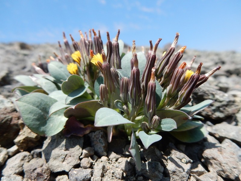Askellia pygmaea photo 2