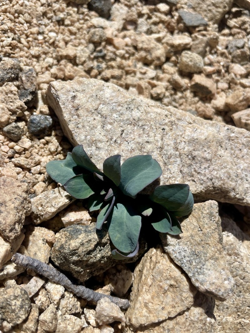 Askellia pygmaea photo 4