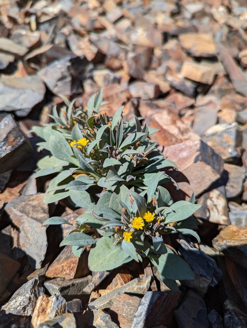 Askellia pygmaea photo 5