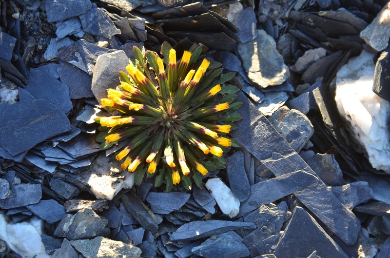 Askellia pygmaea photo 6