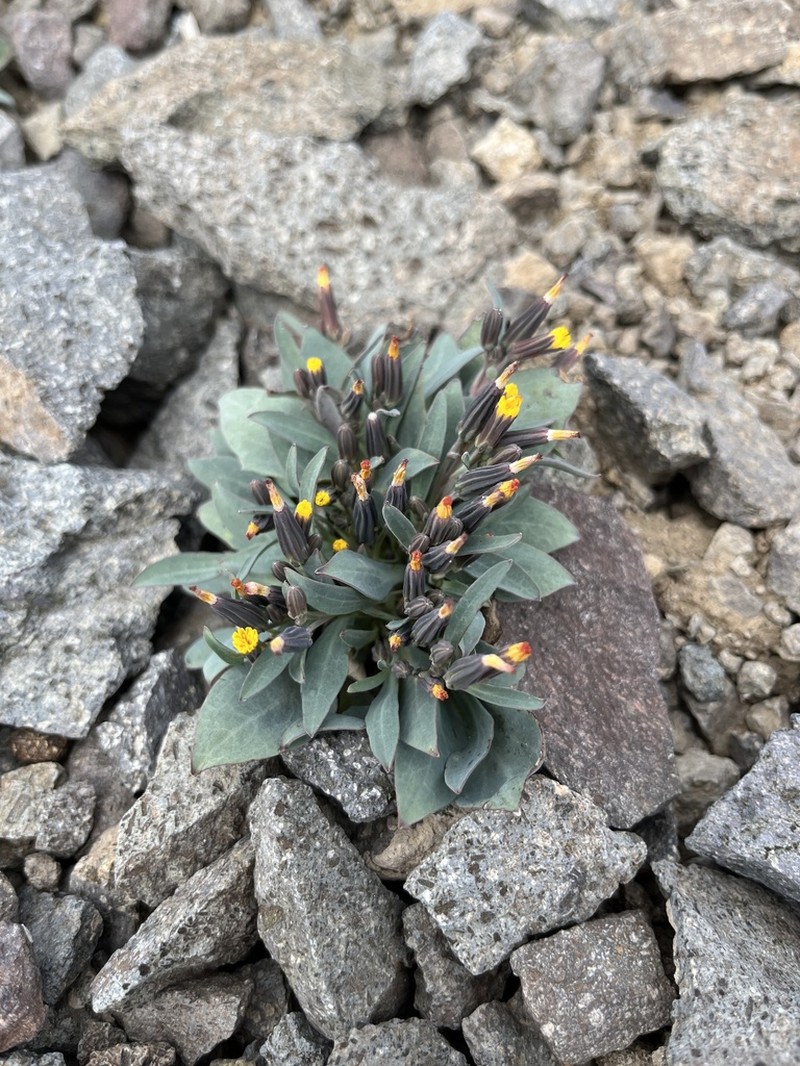Askellia pygmaea photo 7