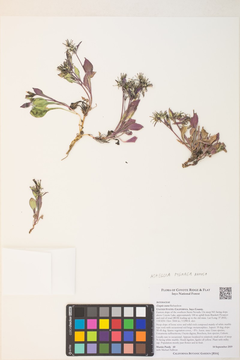 Askellia pygmaea var. ramosa