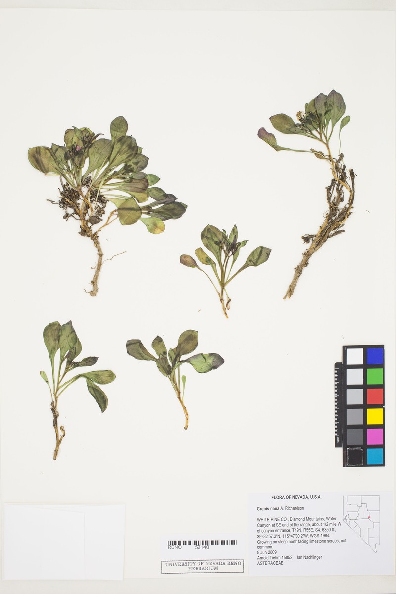 Askellia pygmaea var. ramosa photo 2