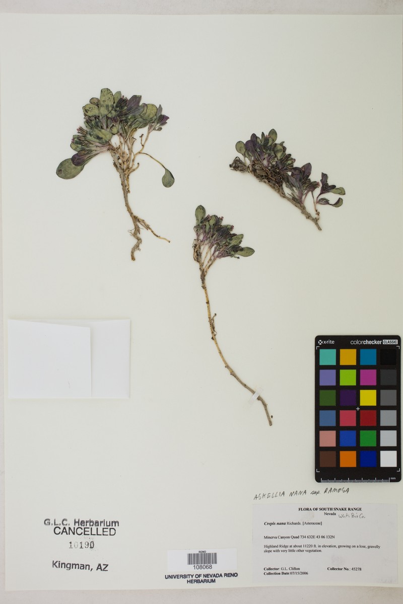 Askellia pygmaea var. ramosa photo 3