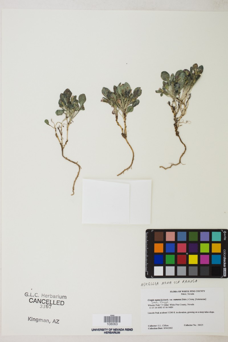 Askellia pygmaea var. ramosa photo 4