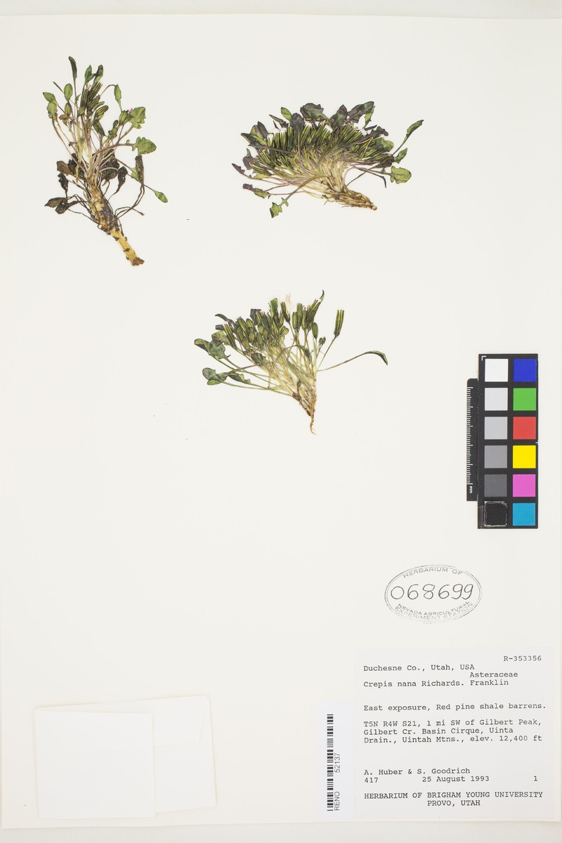 Askellia pygmaea var. ramosa photo 5