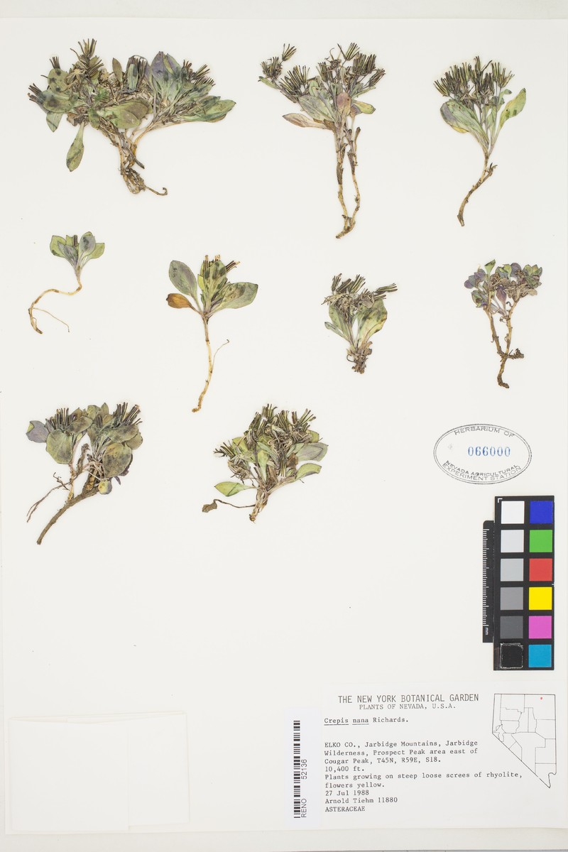Askellia pygmaea var. ramosa photo 6