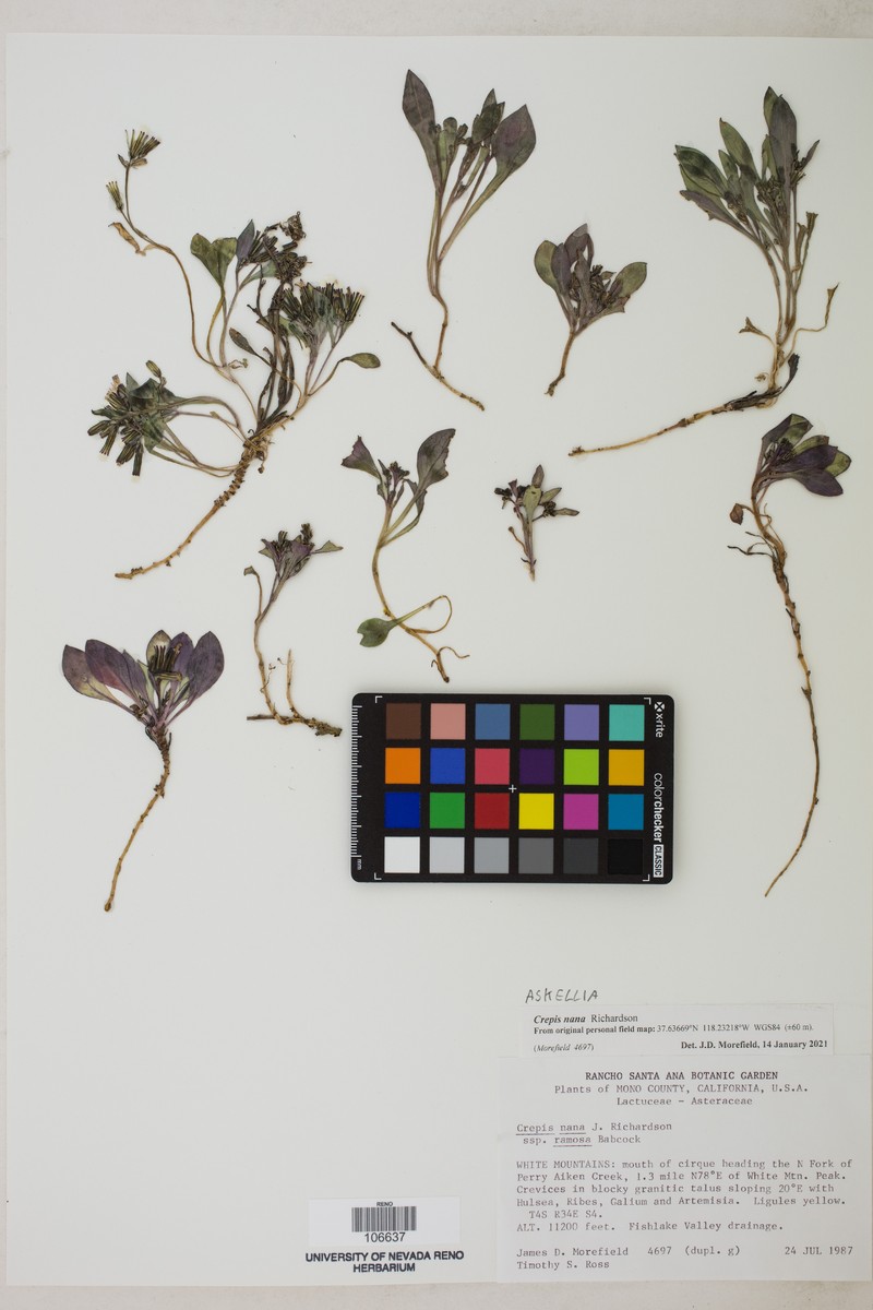 Askellia pygmaea var. ramosa photo 7