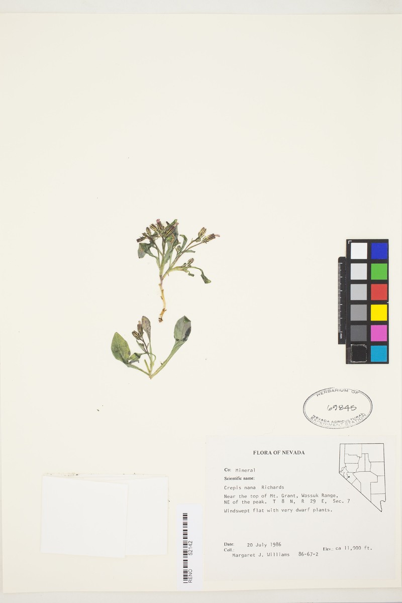 Askellia pygmaea var. ramosa photo 8