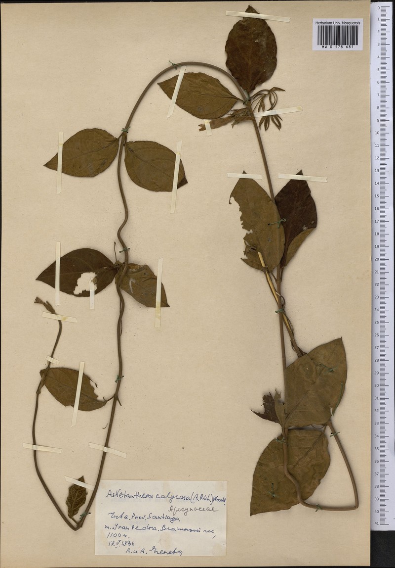 Asketanthera calycosa photo 2