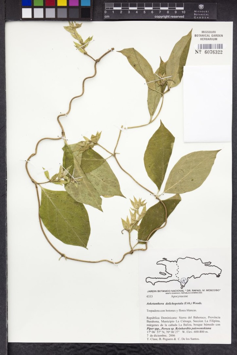 Asketanthera dolichopetala