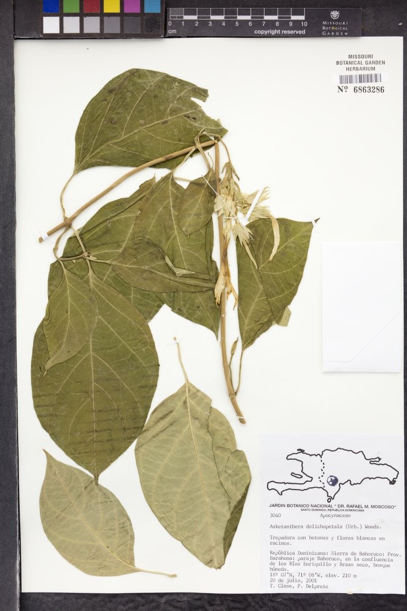 Asketanthera dolichopetala photo 2
