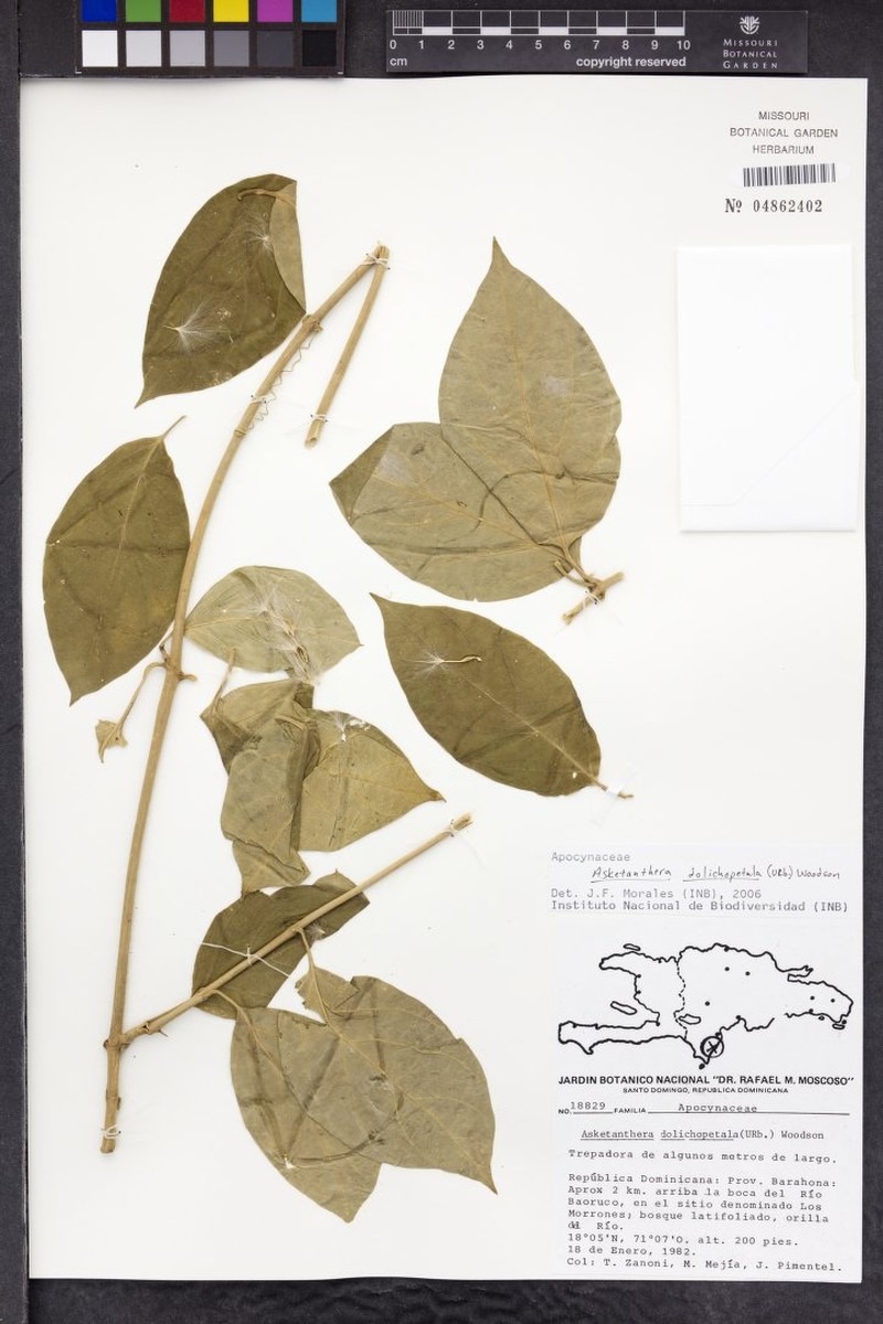 Asketanthera dolichopetala photo 3