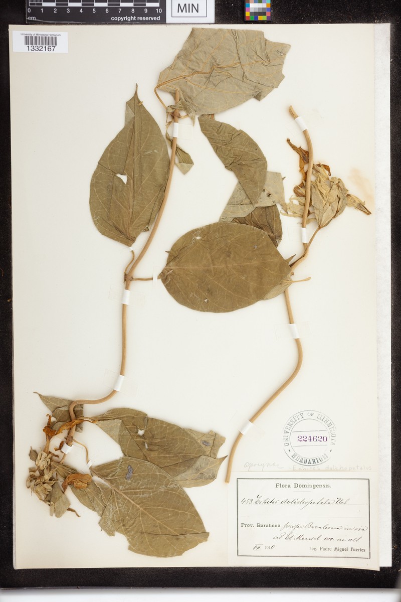 Asketanthera dolichopetala