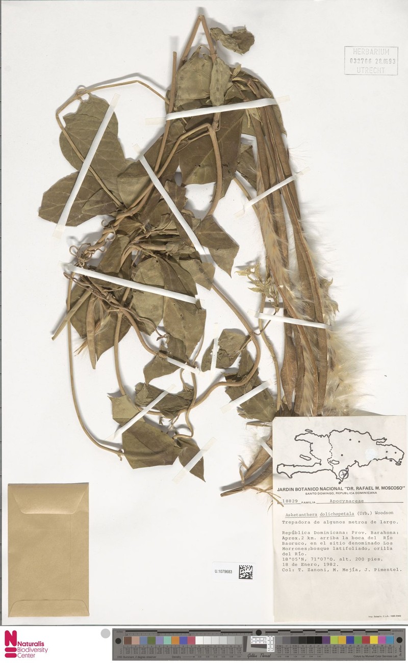 Asketanthera dolichopetala photo 2