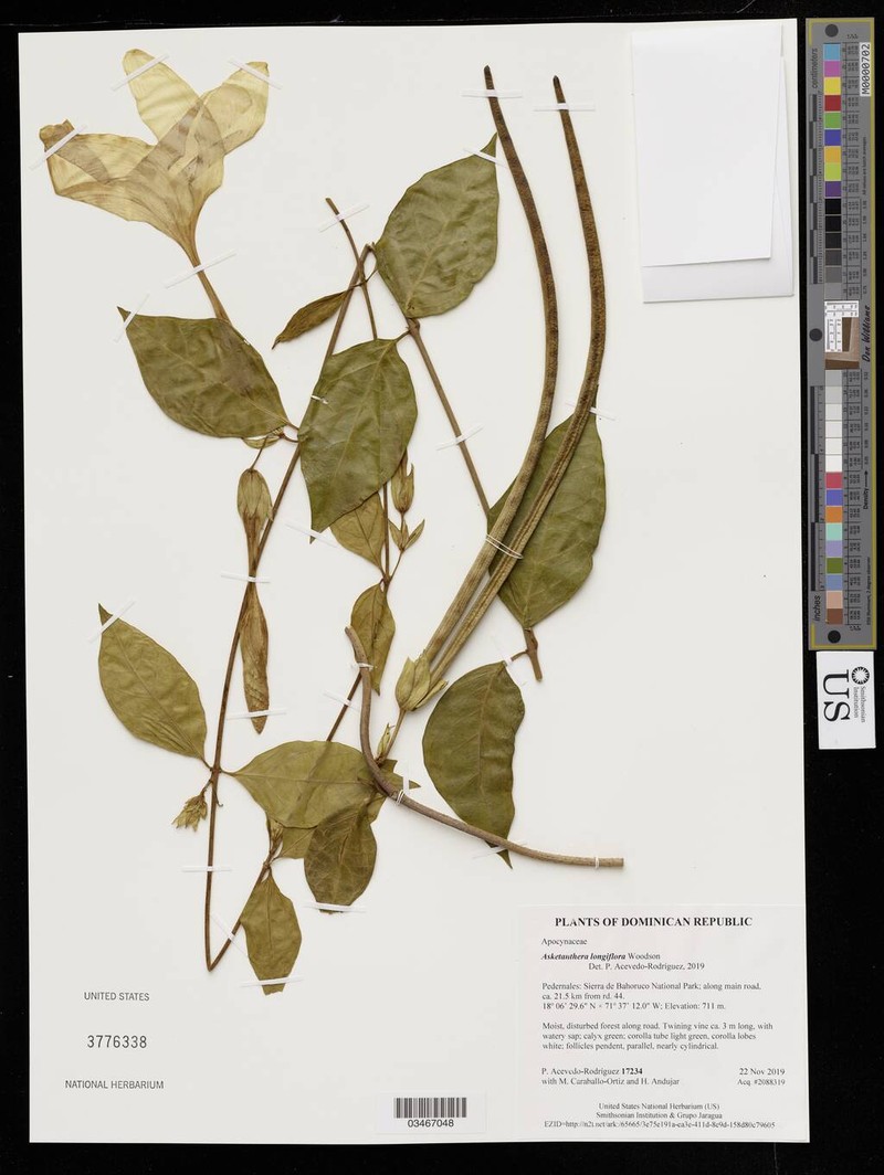 Asketanthera longiflora photo 3
