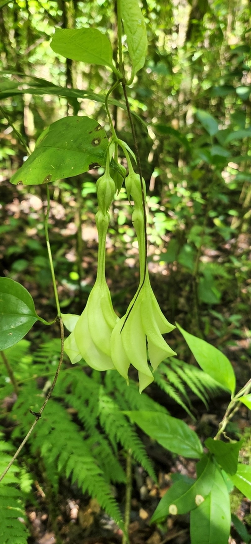 Asketanthera longiflora